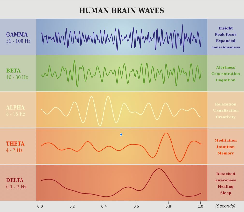 Brain waves during meditation.