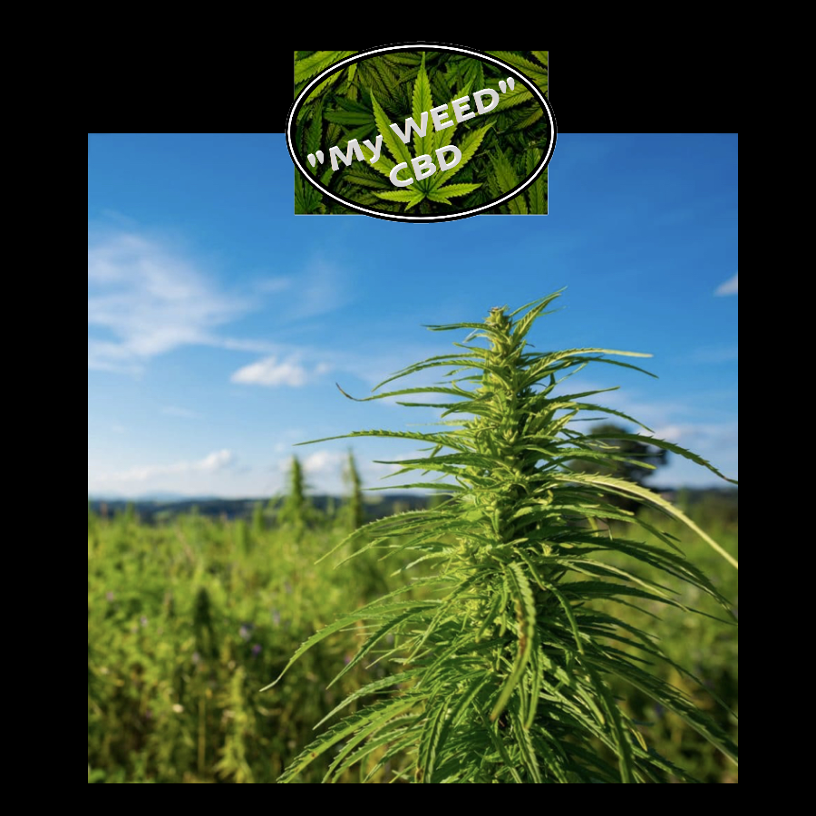 POLLEN CBD