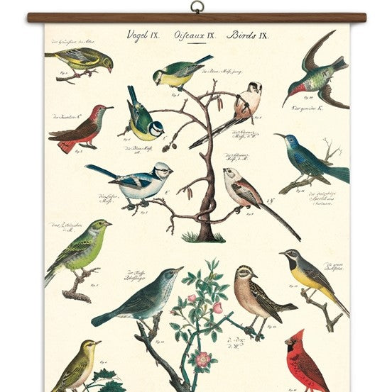 Cavallini Bird Vintage School Chart Perfect Pair Warrensburg Illinois 