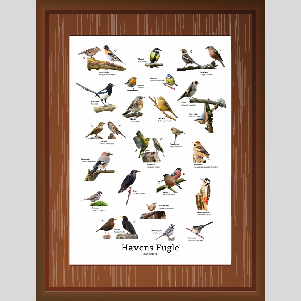Havens Fugle Plakat
