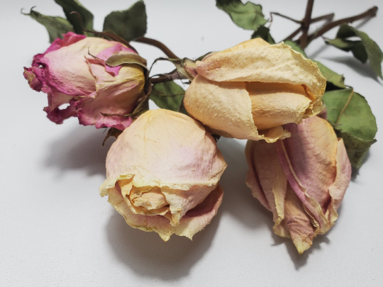 Rosebuds with Stem, Pink and Purple