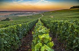Wine, food & nature experiences in the Champagne region | entertainment